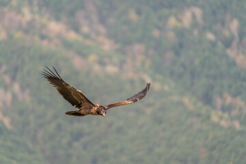 Obraz premium Young bearded vulture flying with out-of-focus trees in the background