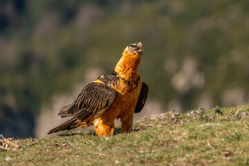 Adult bearded vulture swallowing a bone