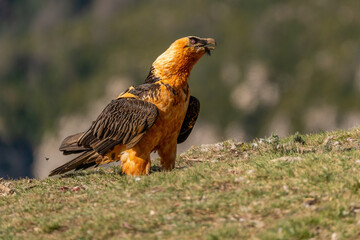 Adult bearded vulture perched on the ground after swallowing a bone
