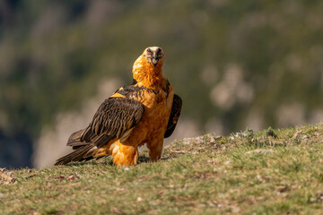 Adult Bearded Vulture perched on the ground looking straight ahead