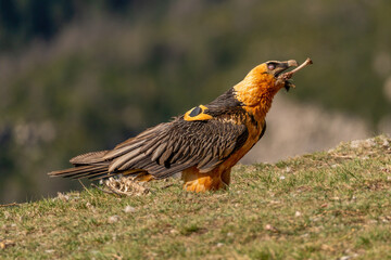 Adult bearded vulture swallowing a bone