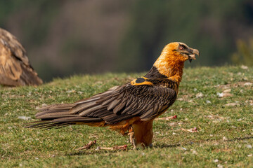 Adult bearded vulture swallowing a bone