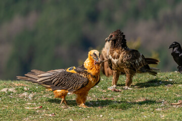 Adult Bearded Vulture with a bone in its beak and a young Bearded Vulture behind it