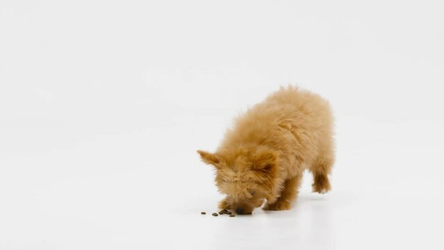 Cute little cockapoo puppy eating in studio isolated on white background shot in 4k