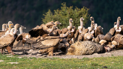 Group of griffon vultures on a dunghill starting to eat a sheep