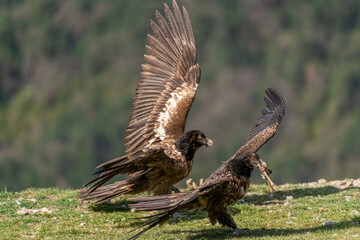 Young Bearded Vulture with a bone in its beak and open wings