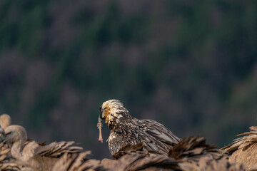 Adult bearded vulture with a bone in its beak and griffon vultures nearby