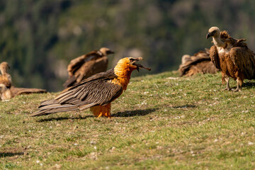 Adult Bearded Vulture eating a bone among griffon vultures