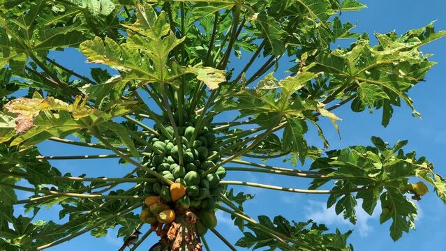 Papaya fruit tree growing under the blue sky