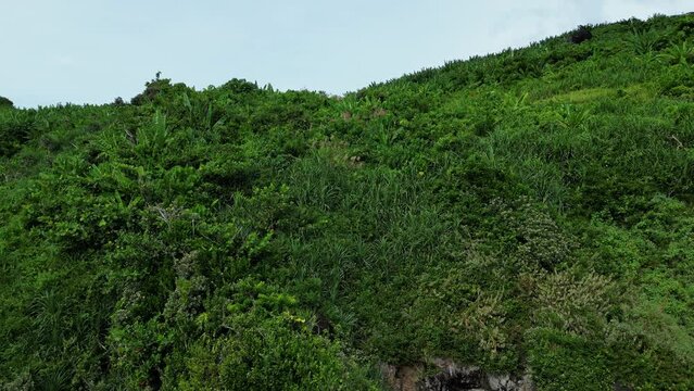 Flyover Shot of Lush Tropical Greenery and Jungle atop Island Rocky Cliffside in Catanduanes, Philippines.