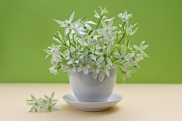 White flowers of Ornithogalum umbellatum or Star of Bethlehem - 595834804