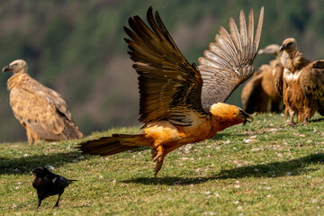 Adult Bearded Vulture taking flight among griffon vultures