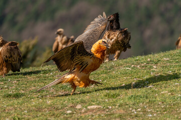 Adult Bearded Vulture taking flight among griffon vultures