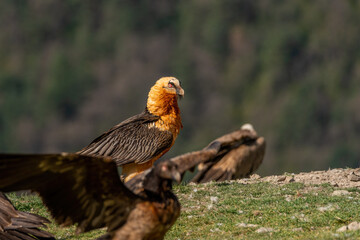 Adult Bearded Vulture perched on the ground between young Bearded Vulture and Griffon Vultures
