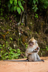 Macaque monkeys looking for food in Mauritius island - 595836064