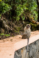 Macaque monkeys looking for food in Mauritius island
- 595836091