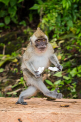 Macaque monkeys looking for food in Mauritius island - 595836095