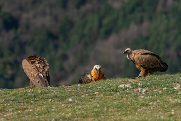 Adult Bearded Vulture perched on the horizon between griffon vultures