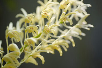 デンドロビウム スペシオサムの花