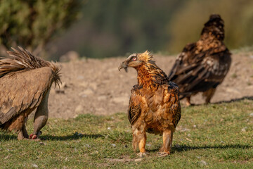 Adult Bearded Vulture watching and perched among griffon vultures