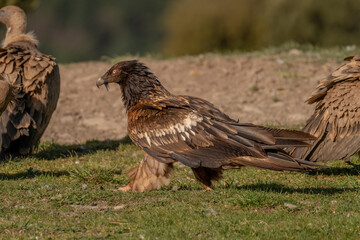 Naklejka na ściany i meble Young Bearded Vulture watching and perched among griffon vultures