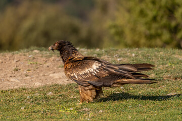 Young Bearded Vulture observing and perched on the ground