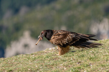 Young Bearded Vulture eating a bone on the ground