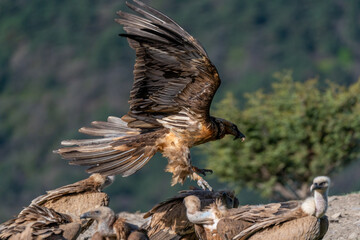 Young Bearded Vulture landing with brown open wings