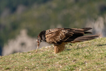 Young Bearded Vulture eating a bone on the ground