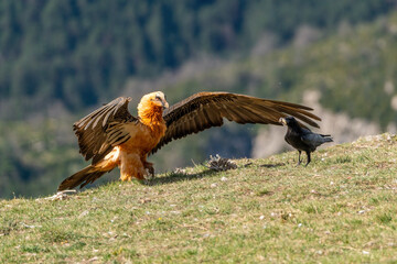 Adult Bearded Vulture perched on the ground with open wings