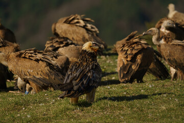Adult Bearded Vulture watching and perched among griffon vultures