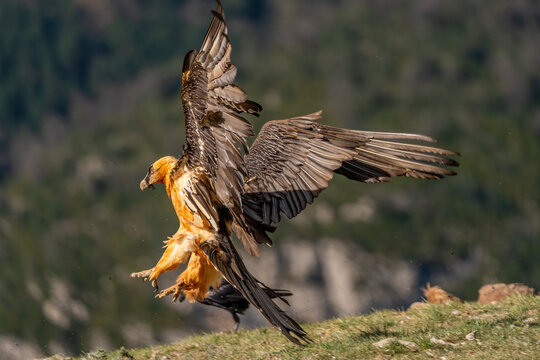 Adult bearded vulture landing on the ground