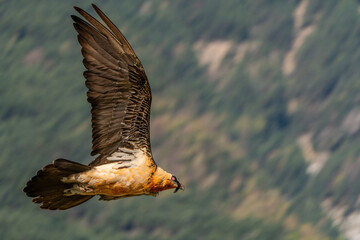 Adult Bearded Vulture flying with out-of-focus mountain in the background