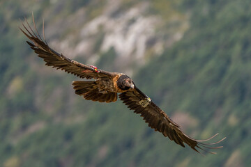 Young Bearded Vulture flying with out-of-focus mountain in the background