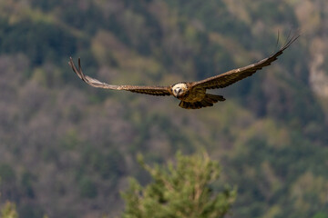 Adult Bearded Vulture flying with the forest in the background