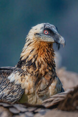 Adult Bearded Vulture posed in portrait close-up