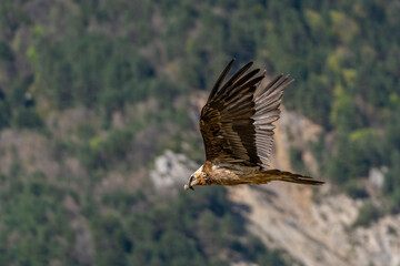 Adult Bearded Vulture flying with the forest in the background