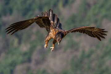 Young Bearded Vulture landing with its claws in attack position