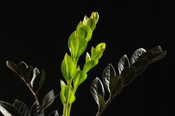 Black Leaf Zamioculcas Raven ZZ Plant New Growth