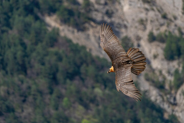 Adult Bearded Vulture flying with mountain backdrop