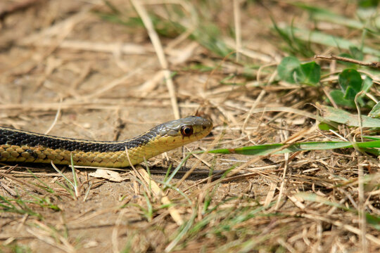 A photo of a young eastern garter snake in early spring in Canada