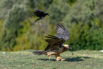 Adult bearded vulture perched next to a crow with a bone in its beak