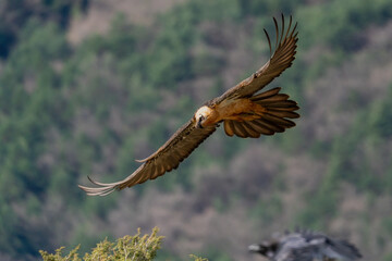 Adult Bearded Vulture flying close to the horizon with its wings open