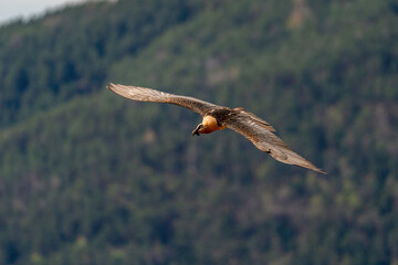 Adult Bearded Vulture flying with forest in the background
