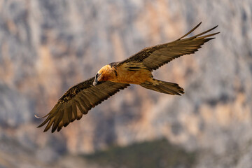 Adult Bearded Vulture flying with forest in the background