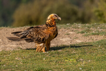 Adult bearded vulture perched on grassy ground