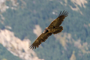 Young Bearded Vulture flying with forest in the background