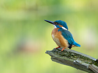 Beautiful nature scene with Common kingfisher (Alcedo atthis). Wildlife shot of Common kingfisher (Alcedo atthis) on the branch. Common kingfisher (Alcedo atthis) in the nature habitat.