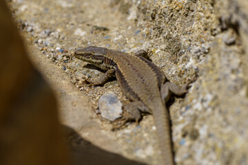Macro close-up lizard on the ground