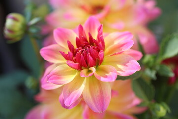 close up of pink dahlia